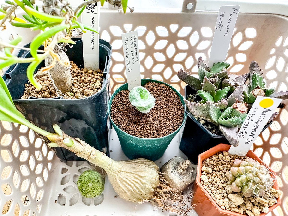 ekm/illustrator (@ekm_ekm_ekm) on Twitter photo 樹祭の購入品🌱
アレもコレも欲しくなる魅力的な植物が盛り沢山だったなー 樹祭の購入品🌱
アレもコレも欲しくなる魅力的な植物が盛り沢山だったなー