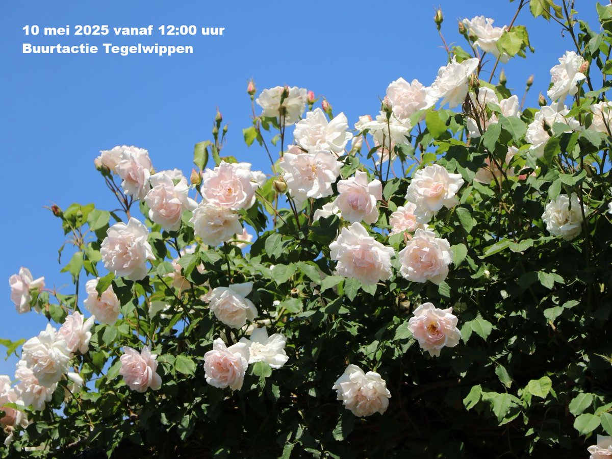 Klimplanten nemen niet veel ruimte in beslag maar voegen veel toe aan de vergroening van jouw straat. De afgelopen 2 jaar deelde Groen Duinoord klimplanten uit aan de bewoners van de 2e  Schuytstr. en de Obrechtstr. Daar wordt nu een vervolg aan gegeven.  bit.ly/3E1CZtK