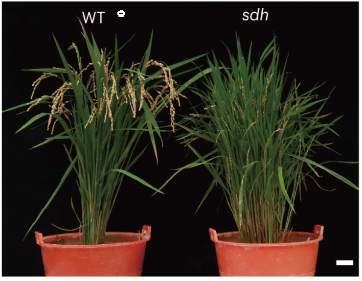 New Letter: "Circular RNAs derived from MIR156D promote rice heading by repressing transcription elongation of pri-miR156d through R-loop formation" rdcu.be/efNGa

A mechanism of rice heading regulation mediated by circular RNAs (ciMIR156Ds) derived from pri-miR156d.