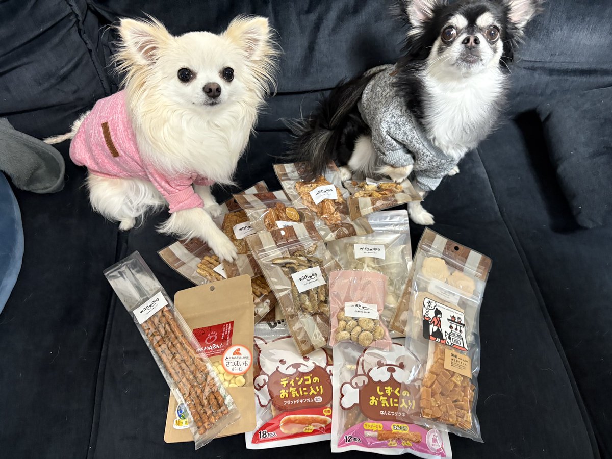 山田元気シートに来場してくださった皆様、
寒い中ありがとうございました。
直接お話しさせてもらい、沢山パワーをもらいました！
ひじき🐶まりも🐶へのプレゼントも沢山いただき感謝です！
2人とも喜んでました！
写真と共に報告させてもらいます！

#ブラウブリッツ秋田
#山田元気シート
#チワワ