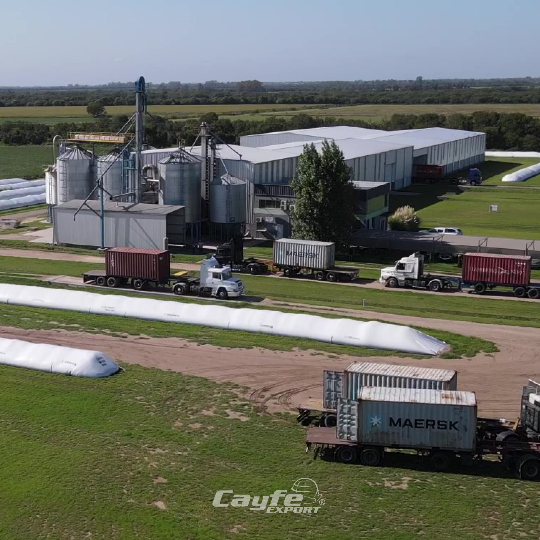 cayfe_export's tweet image. Así luce una planta lista para la exportación✅

🌱 Carga preparada
✊🏽 Equipo listo
🚛 Camiones en marcha
☑️ Reglamentación en orden
🔍 Puntos de control activados

Porque cada detalle cuenta👏🏽 Con pasión, compromiso y precisión llevamos lo mejor del campo argentino al mundo!🌎💚