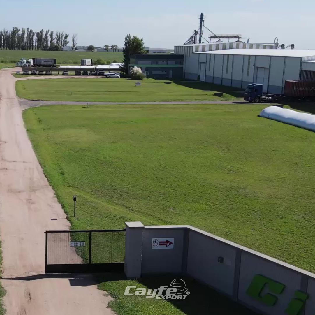 cayfe_export's tweet image. Así luce una planta lista para la exportación✅

🌱 Carga preparada
✊🏽 Equipo listo
🚛 Camiones en marcha
☑️ Reglamentación en orden
🔍 Puntos de control activados

Porque cada detalle cuenta👏🏽 Con pasión, compromiso y precisión llevamos lo mejor del campo argentino al mundo!🌎💚