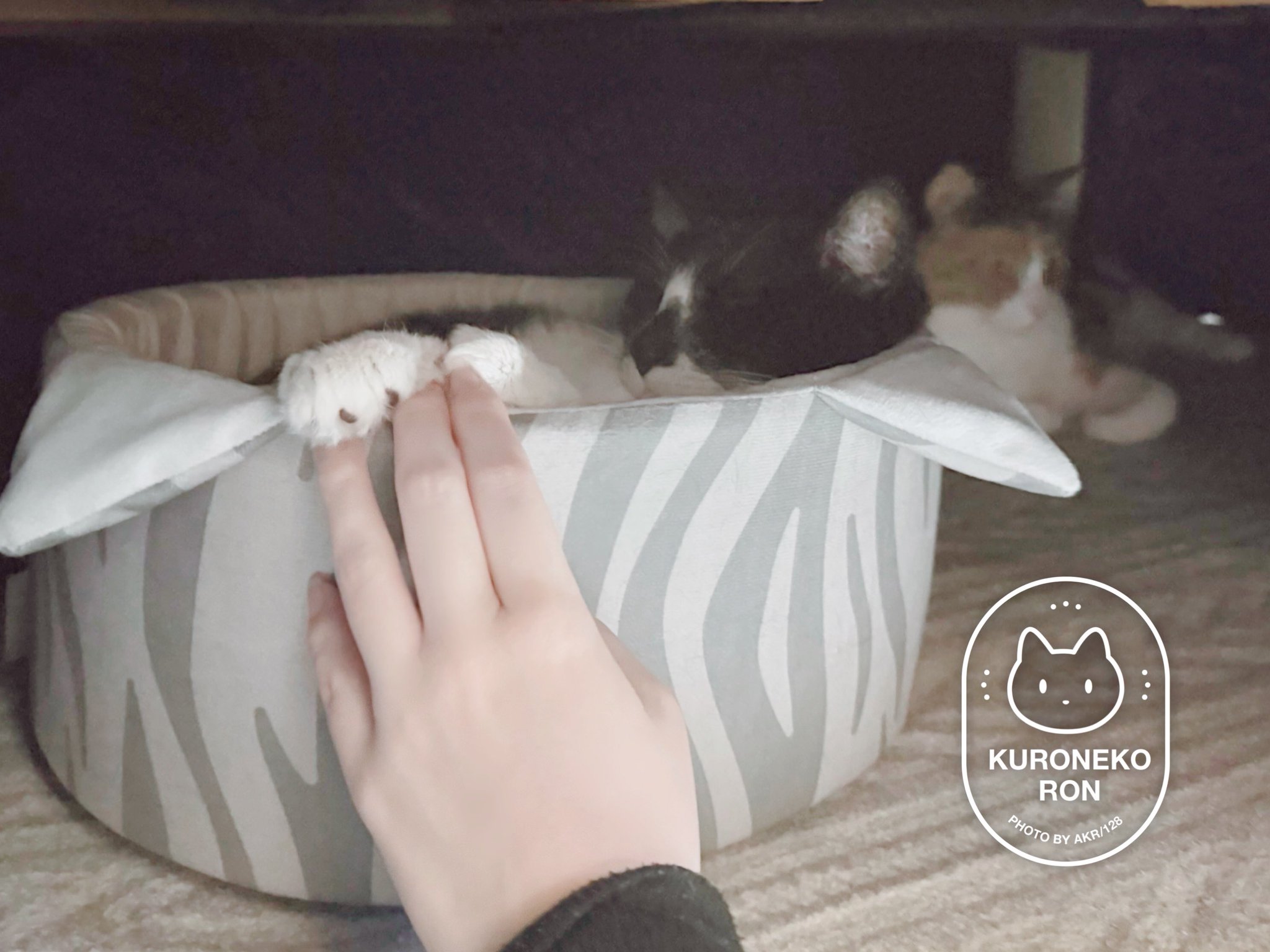 みつねこ。ページ♡ AKR｜7巻でたよ on X: 