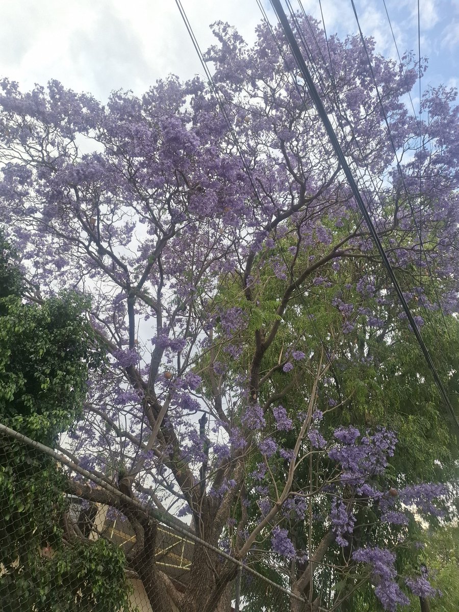 EUGEJAE's tweet photo. #jacarandasazteca https://t.co/RuB5b2dOdO