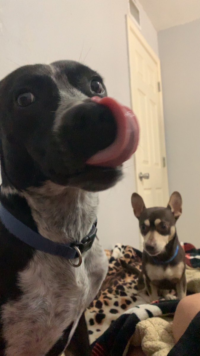 Wedder51's tweet photo. @Musiz12 @JordanW2009 @sourpatchlyds lol get a life here is another pit-bull for you to see so you can piss yourself pussy https://t.co/3X6PhCoJE8