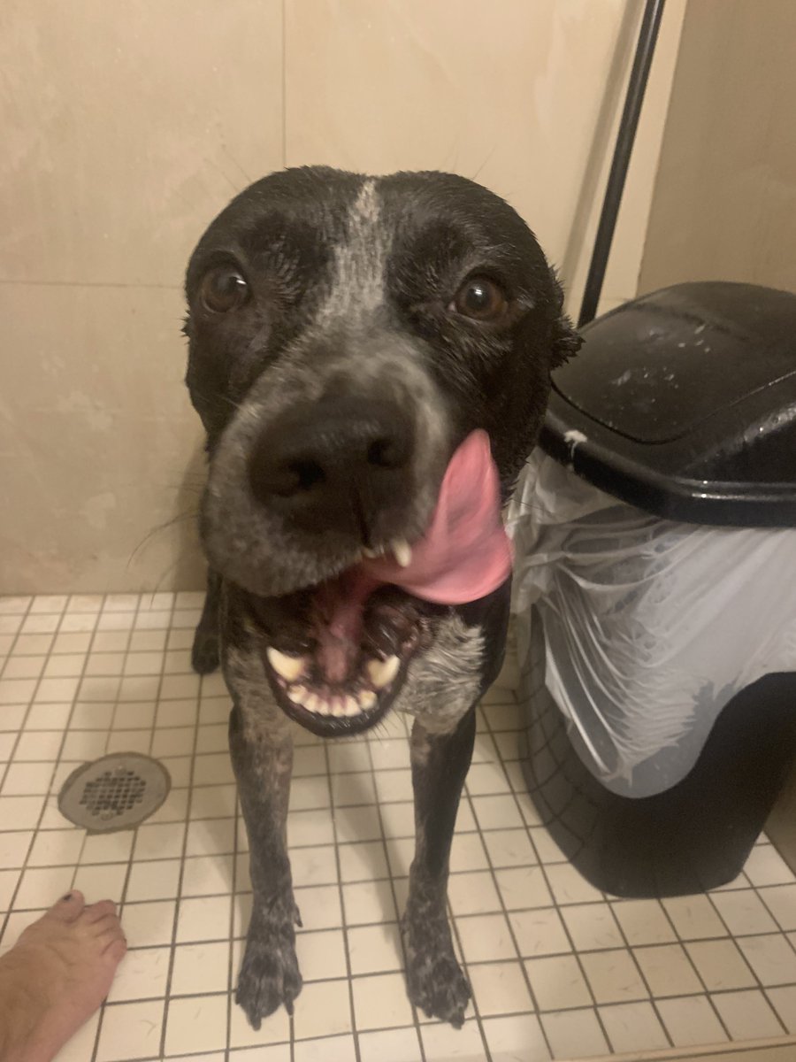 Wedder51's tweet photo. @Musiz12 @JordanW2009 @sourpatchlyds lol get a life here is another pit-bull for you to see so you can piss yourself pussy https://t.co/3X6PhCoJE8