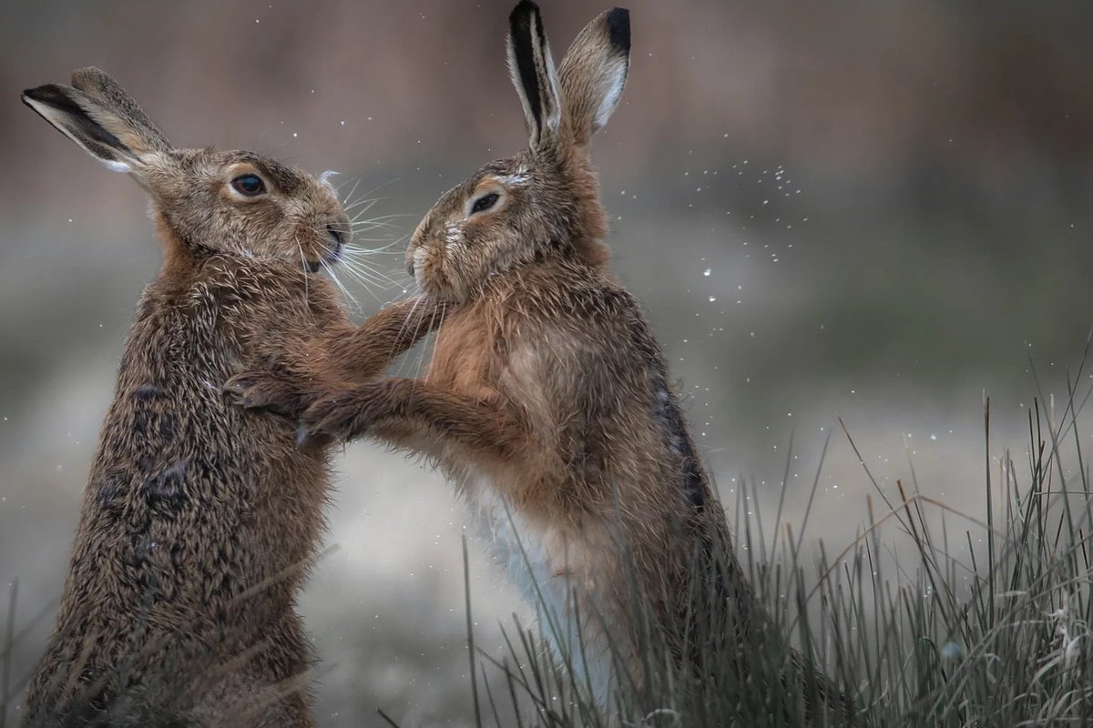 Quand nous aurons permis que soient saccagés les filets de sécurité, est-ce nos armées qui viendront sauver les fondamentaux de la société? La démocratie, ce n’est pas seulement, tous les 4 ans, le jeu bondissant comme un lièvre offert par le jeu électoral
ledevoir.com/opinion/chroni…