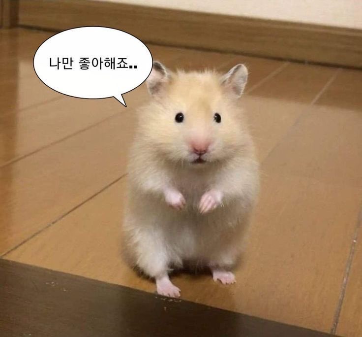 mang_go06's tweet photo. 나만 좋아해줬음 하긴하는데
욕구 쌓여서 나랑 하고 싶어할 거라면
차라리 플파를 만들어라 마인드

#리틀 #ddlg #케어기버 #케어리시버 https://t.co/EzlZix9xHX