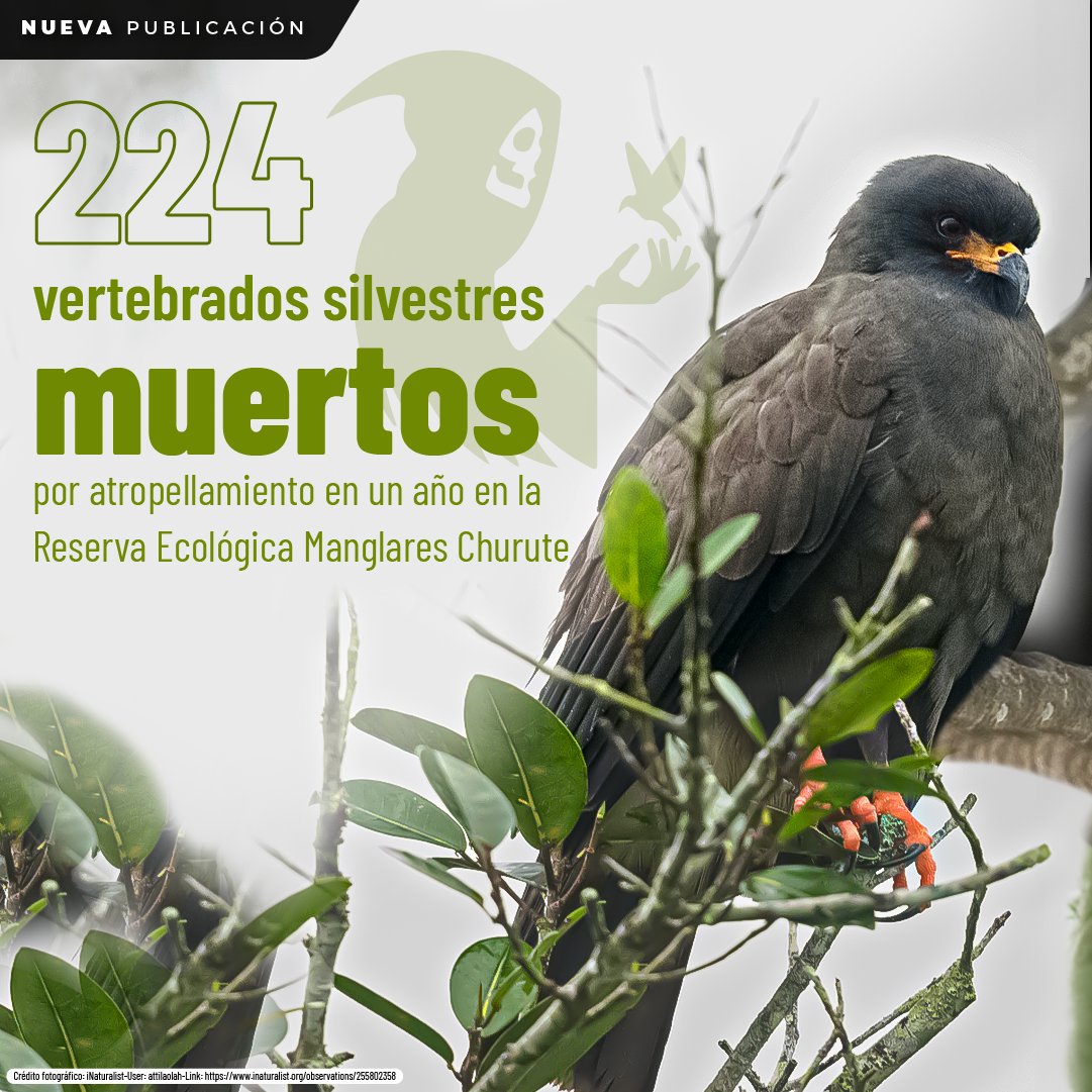 ▶️#NuevaPublicación | Un estudio desarrollado por investigadores de la <a href="/UdeGuayaquil/">Universidad de Guayaquil</a> e #INABIO reporta 224 vertebrados silvestres muertos a causa de atropellamientos en tres tramos de una vía que cruza por la Reserva Ecológica Manglares Churute. inabio.biodiversidad.gob.ec/2025/03/31/se-…