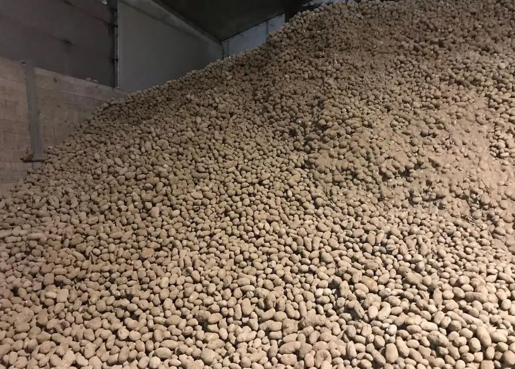 British Potato (@britishpotato_) on Twitter photo A POTATO storage day is set to take place at Fleet Lodge Farm near Holbeach, Lincolnshire on May 21st. britishpotato.co.uk <a href="/accunnington/">Potato Storage Insight (Adrian Cunnington)</a> <a href="/UPLLtd/">UPL</a> <a href="/ElectronicsFarm/">Farm Electronics</a> A POTATO storage day is set to take place at Fleet Lodge Farm near Holbeach, Lincolnshire on May 21st. britishpotato.co.uk <a href="/accunnington/">Potato Storage Insight (Adrian Cunnington)</a> <a href="/UPLLtd/">UPL</a> <a href="/ElectronicsFarm/">Farm Electronics</a>