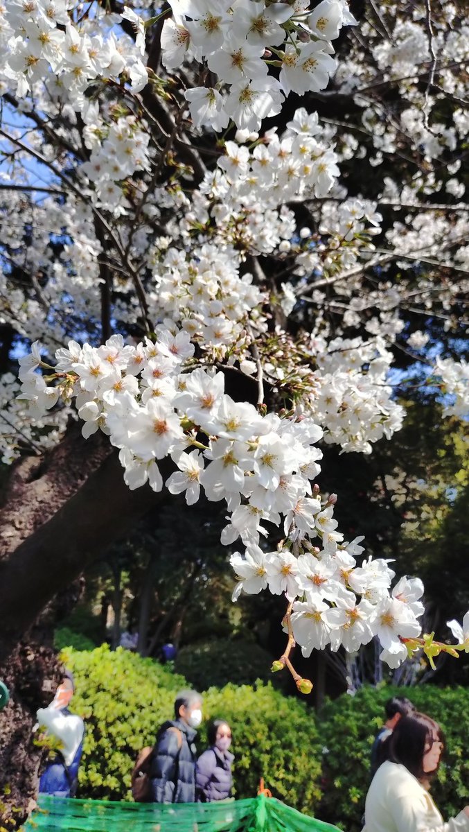 ottknottkn's tweet photo. 昨日は上野公園に花見💮に
行きました。満開は今週末かな？
でも、ものすごい人出でした💦 https://t.co/SBNZmxaLhV
