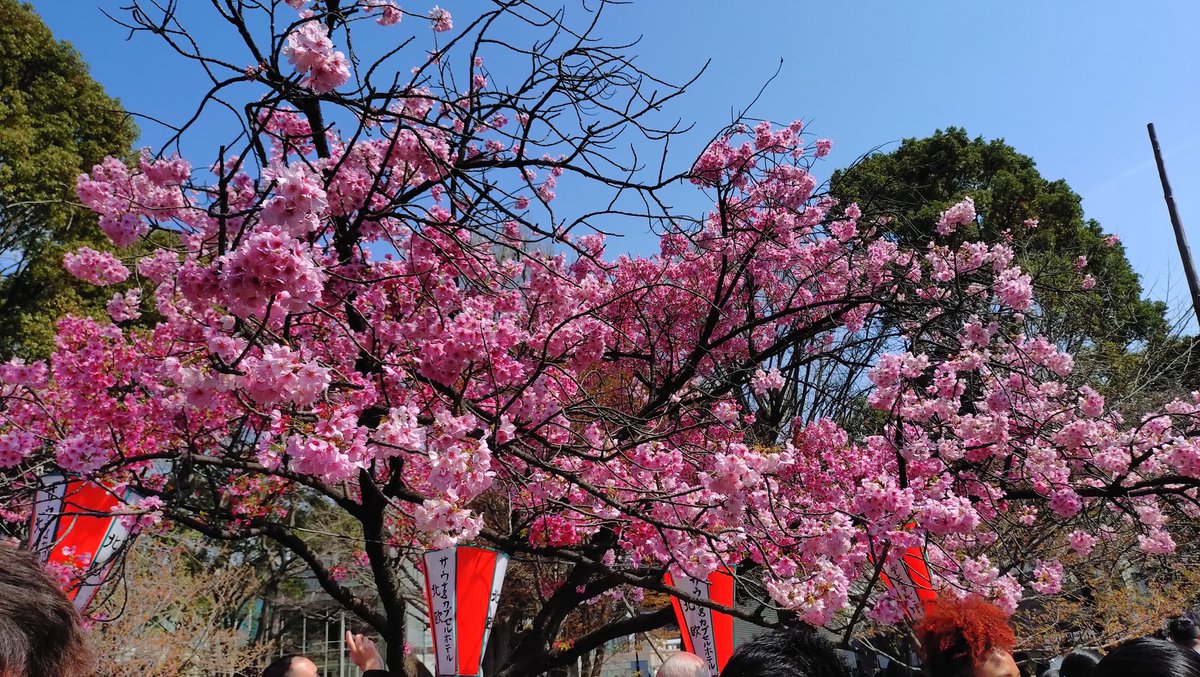 ottknottkn's tweet photo. 昨日は上野公園に花見💮に
行きました。満開は今週末かな？
でも、ものすごい人出でした💦 https://t.co/SBNZmxaLhV