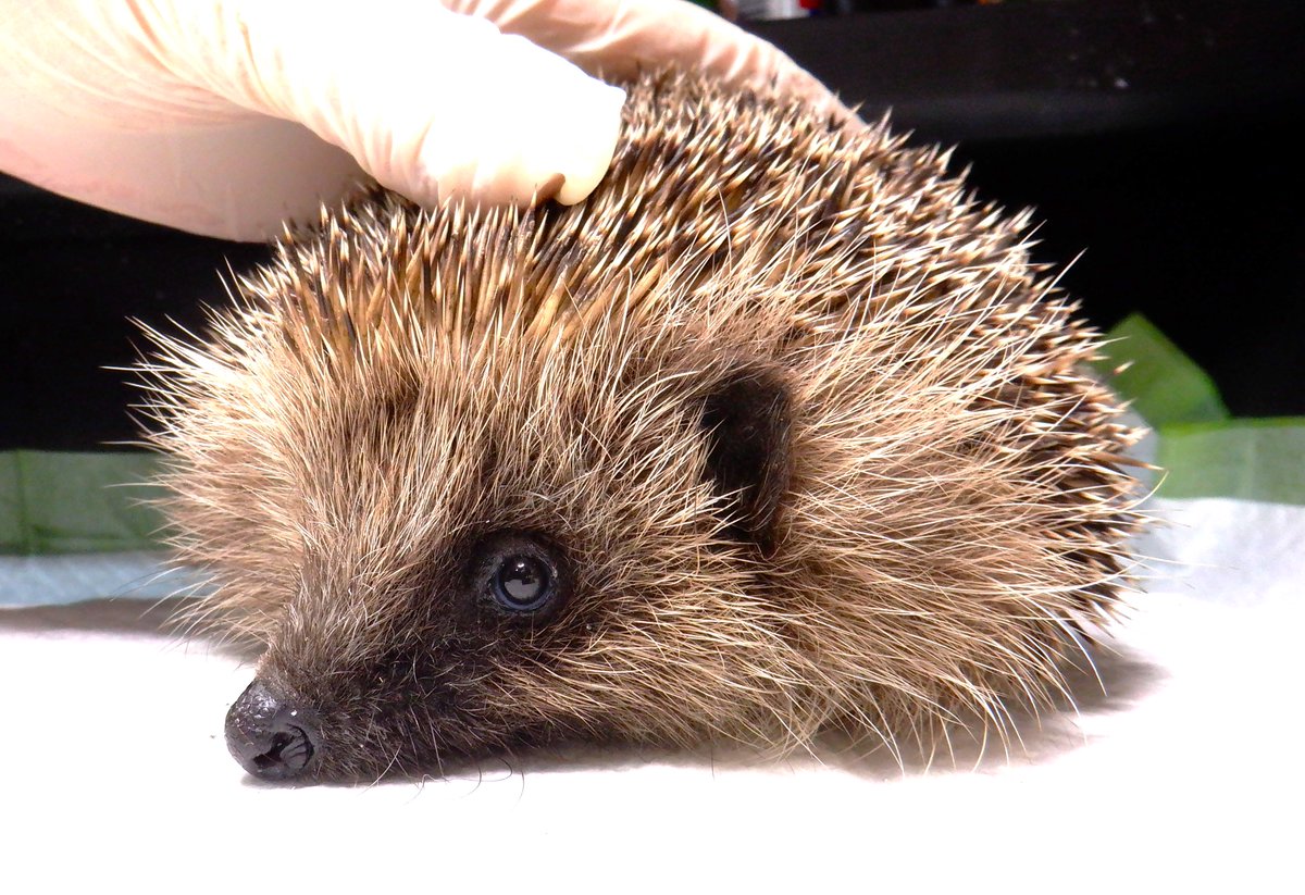 HedgehogCabin's tweet photo. Poor darling Caddy had such a huge burden of lungworm that he's been having a rough time. 
Aside from having hundreds of these microscopic worms wriggling away inside him, filling up his lungs, making each breath harder and harder, lungworm also travel through the lung's blood vessels into the heart. 
They cause a large amount of damage as they move and migrate, affecting the nervous system (which can result in fits) and the blood clotting system.
Lungworm is serious, and deadly. 
It's contracted from eating or drinking on surfaces contaminated by the slug's slime, or the slug itself. So please wash outside dishes well each morning, and never sprinkle food onto grass (which is likely to have slug slime deposits).
And if you ever hear coughing please ring a good rescue for advice immediately.
I'm very happy to say dear little Caddy is over halfway through his treatment and is now doing very well and gaining weight. He'll soon be able to return to the wild where he belongs, with a full bill of health.🥰