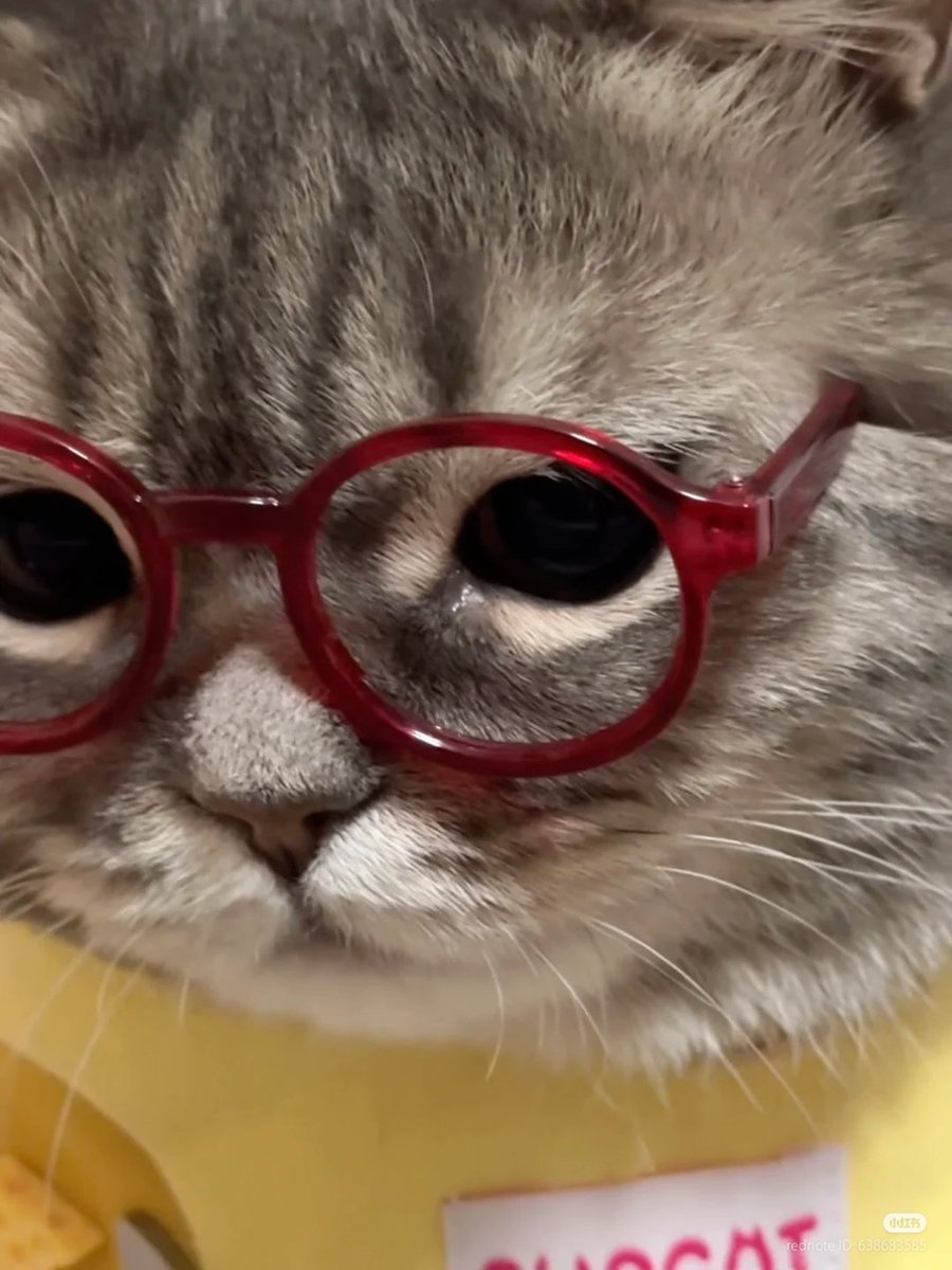 nocontextscats's tweet image. 🤓