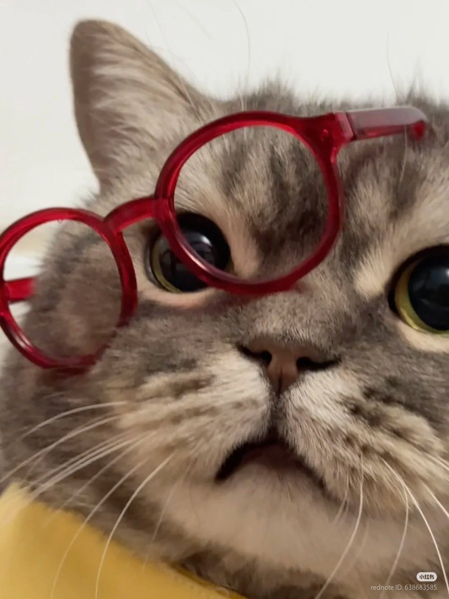 nocontextscats's tweet image. 🤓