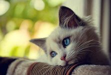 AdopFelinasVLC's tweet photo. Terminamos #marzo sin poder dar las gracias a ningún nuevo #teamer....porque no ha habido😿
Sólo es UN EURO al mes, que parece nada, pero para nosotras supone poder ir pagando gastos veterinario de nuestros gatetes acogidos
Te unes?👇👇👇
https://t.co/bodpwf0iFy https://t.co/D5CeyNXNzu