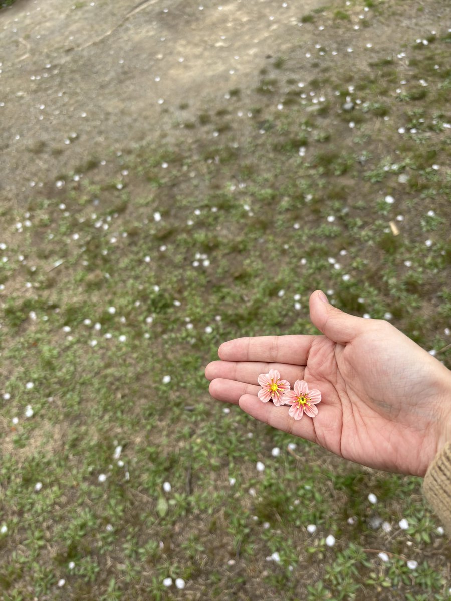 mitune_kaon's tweet photo. 桜 https://t.co/96Vv08ZBQv