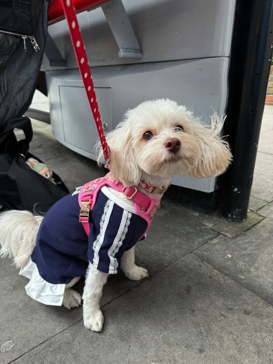 The little cutie I met today also knows how to travel in a civilized manner~ 🐾💛