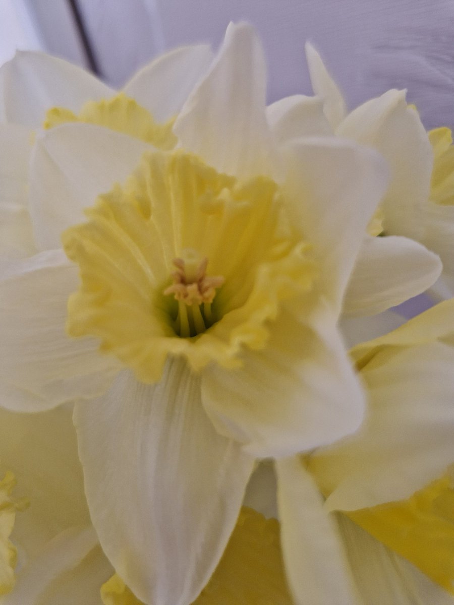 Fully appreciating spring today💕🌻⚘️