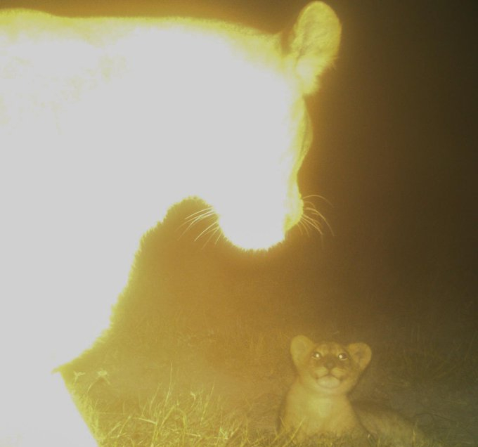 rektdiomedes tweet media