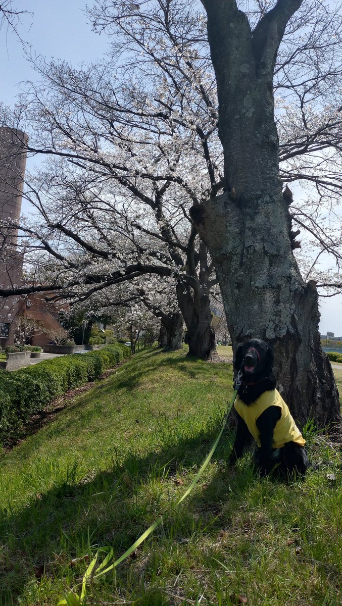 benitamaster's tweet photo. 今日はちび達を連れてゲートパーク横の河川敷で花見。
桜が綺麗に咲いてましたね。
少し足を延ばしてピースウイングへ。
テラスが開放されてて一緒に入れたのが良かったですな。 https://t.co/47dOAaQrF0