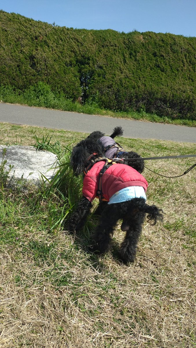 benitamaster's tweet photo. 今日はちび達を連れてゲートパーク横の河川敷で花見。
桜が綺麗に咲いてましたね。
少し足を延ばしてピースウイングへ。
テラスが開放されてて一緒に入れたのが良かったですな。 https://t.co/47dOAaQrF0