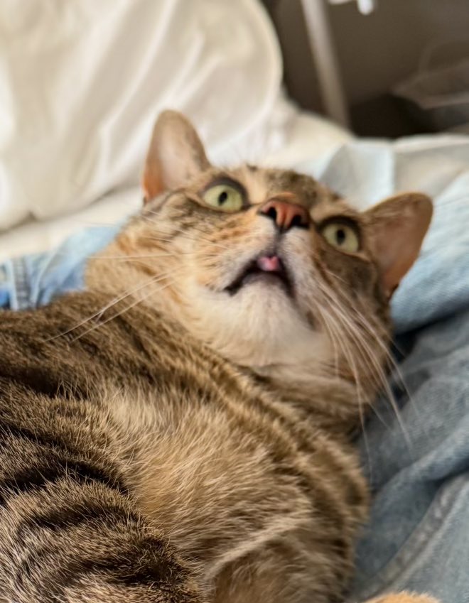 ballinolive420's tweet photo. meowchi is STEALING MY BRAND!! covering eye while eeping and sticking out his tongue??? i am trying to get that patented!!! #copycat #ripoff #dontbefooledimytheog #inventorcat #geniuscat #olive https://t.co/0SpRP4cZkJ