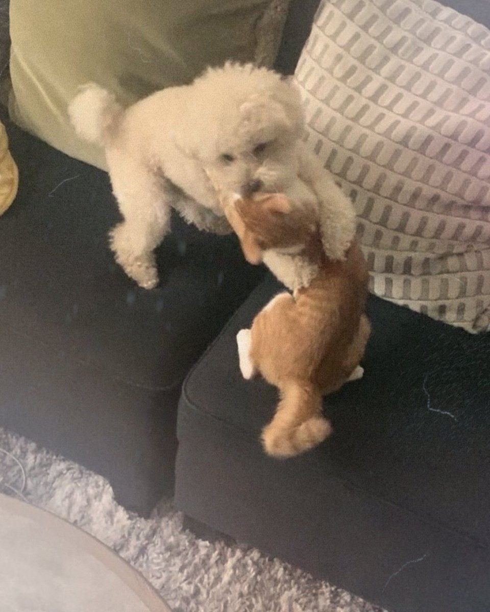 🍒 Rie tweet media