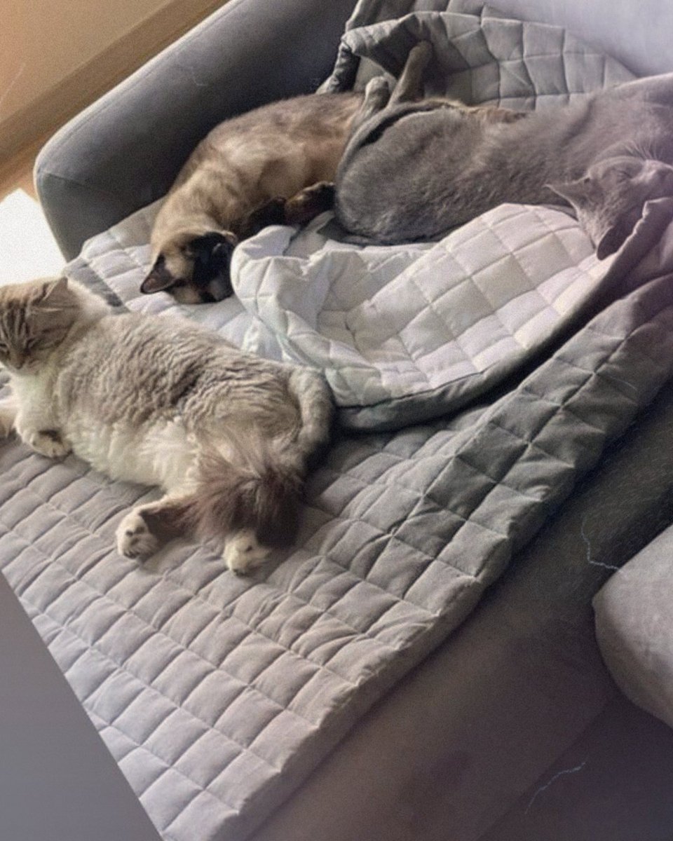 🍒 Rie tweet media