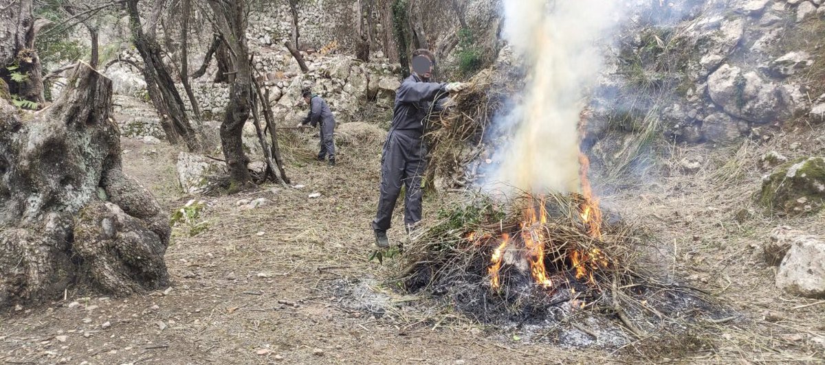 Els alumnes del Programa de Qualificació Inicial d'Auxiliar en Conservació i Millora de Forests han realitzat tasques de crema de brossa vegetal i aplicació dels adobs a l'olivar del camp escolta i guia de s'Alova🪵🌿