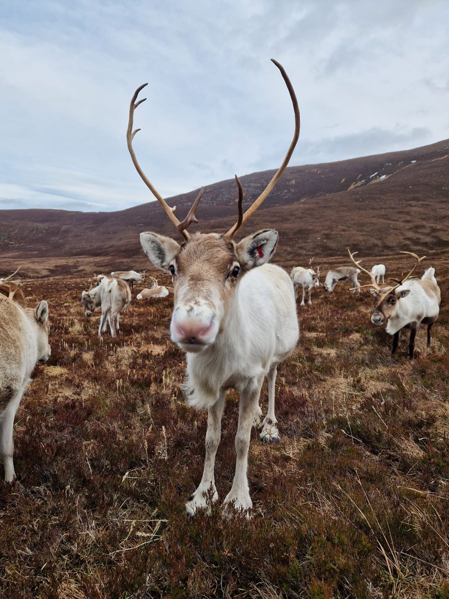 One of our favourite local adventures – free-ranging hill trips to see the Cairngorm reindeer🦌 Running through February and March, it’s a beautiful hike into the mountains with the herders leading the way. A truly magical Highland experience! 

#CairngormReindeer #PilmuirCottage