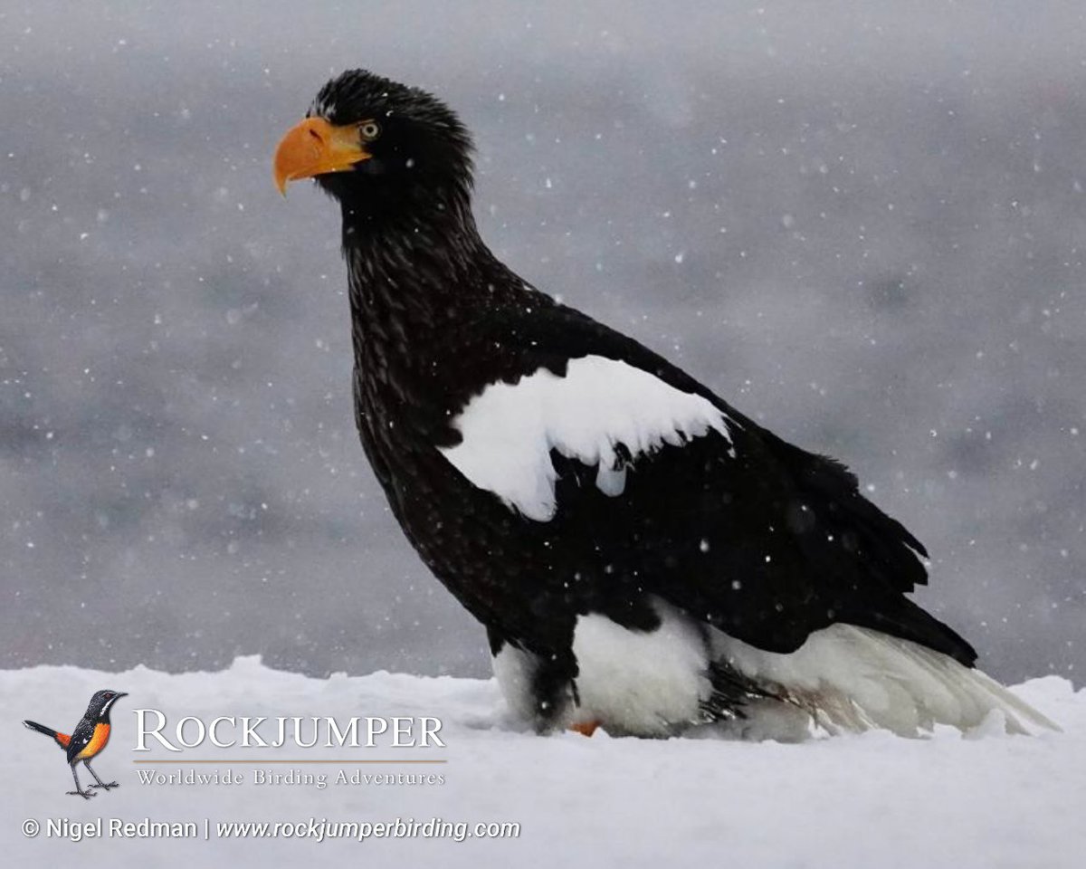 NEW TRIP REPORT POSTED!

Nigel Redman and his guests have just returned from a fantastic Japan Winter Birding tour! Read more about their sighting of this Steller’s Sea Eagle and many more in his Trip Report on our website. 

rockjumperbirding.com/tripreports/de…