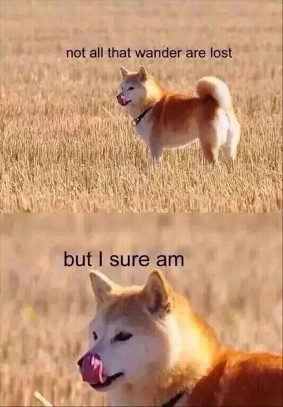 WholesomeMemes (@wholesomememe) on Twitter photo 