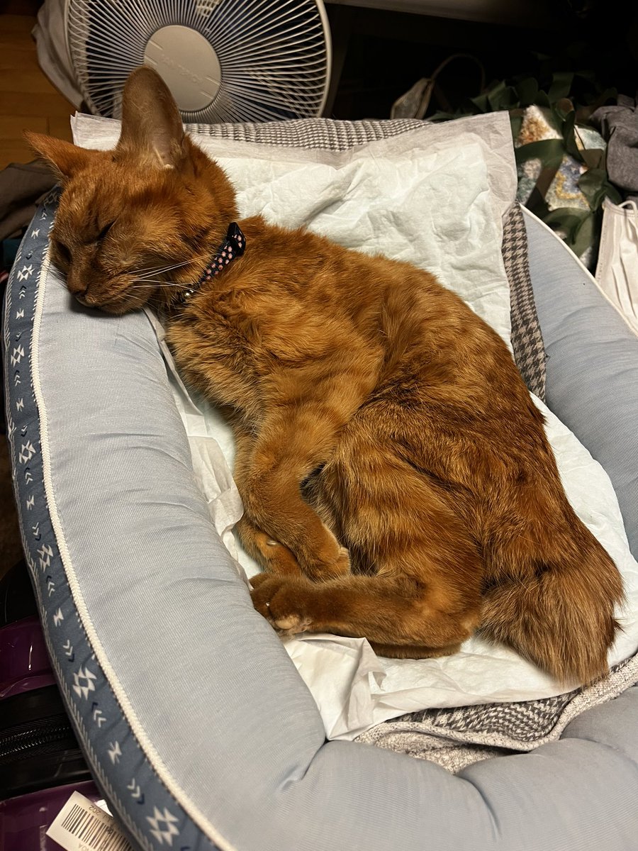 今さっき30分前に16年飼っていた猫♀の小春ちゃんが家族皆んなの中で他界しました😭
俺が拾って来たのだが、俺が嫌いで餌を貰う時だけ足元でスリスリ食ったらシャーって言って何処かに消える毎日だった
動物全般に言える事だけど命は儚いね🌸
#猫