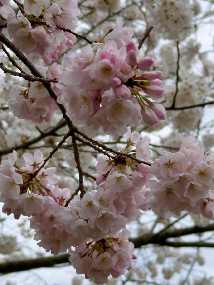 May all your dreams blossom this year. Beginning with today.

Now have a great week and go do the very best you can! ☺️
#MondayMusings #cherryblossoms