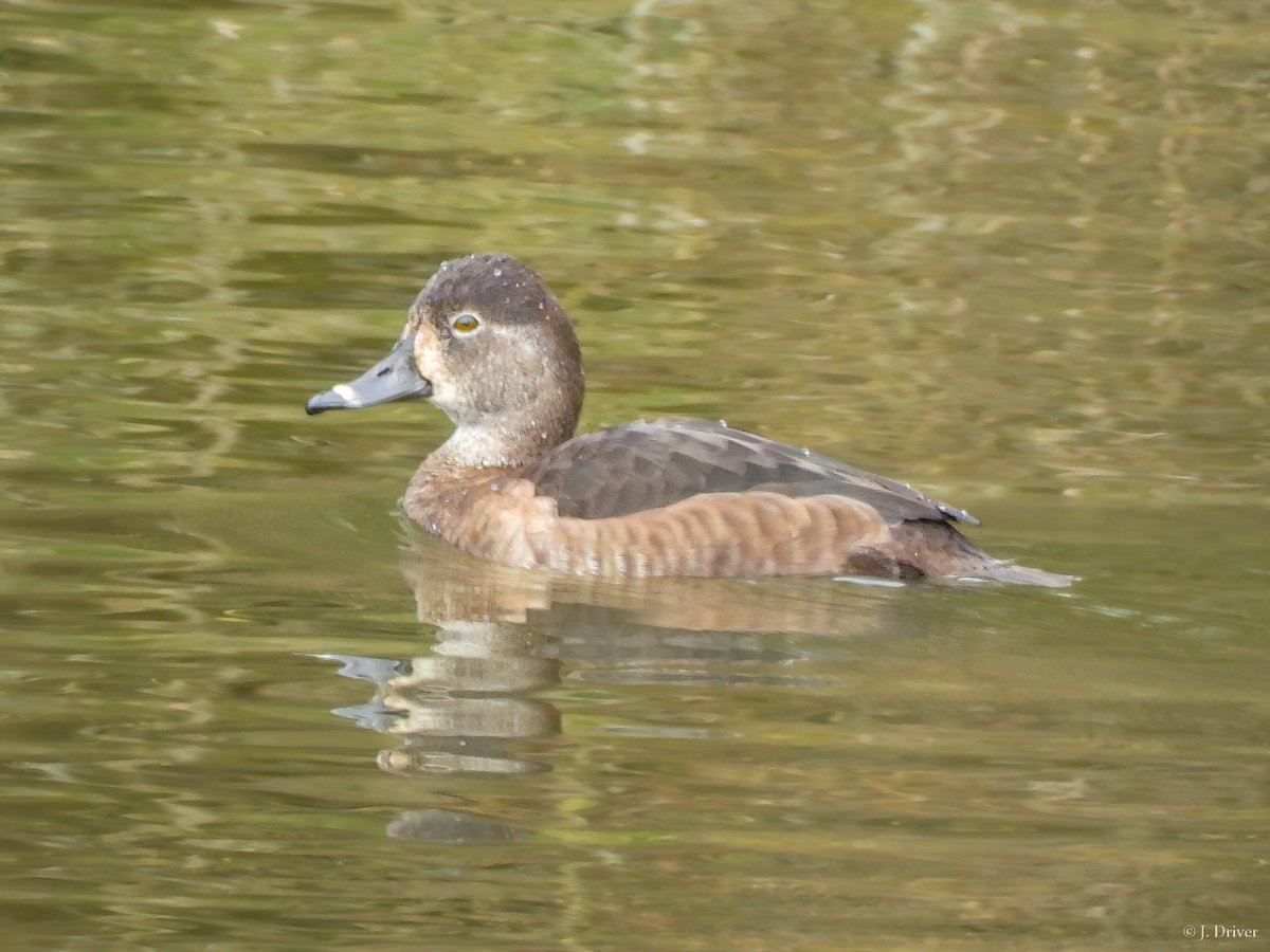 A local rarity for me this morning. Female ring- necked duck on Lee Green Reservoir near Burnley. Found yesterday by Nigel Leeming. The bird was witnessed mating with a nearby tufted duck on numerous occassions this morning 👀.

#eastlancsbirds #Aythyacollaris