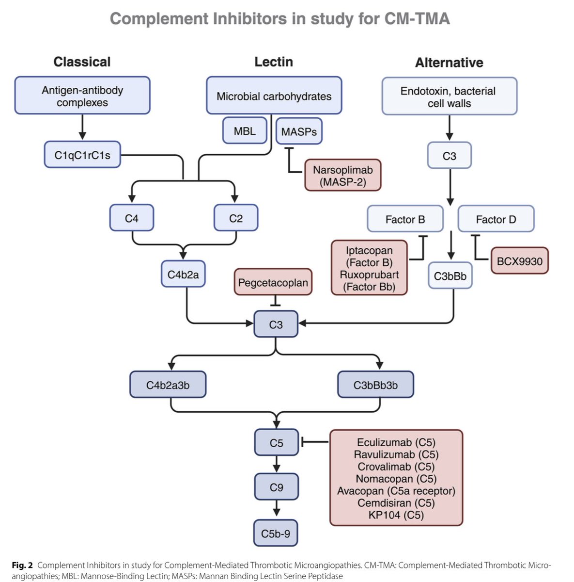 10 tips para el manejo de la microangiopatia trombótica mediada por complemento, nos hacen ver como los inhibidores del complemento revolucionaron la trayectoria clínica de estas personas 

<a href="/pilymusalem/">Pili Musalem</a> 

BMC Nephrology 2025
doi.org/10.1186/s12882…