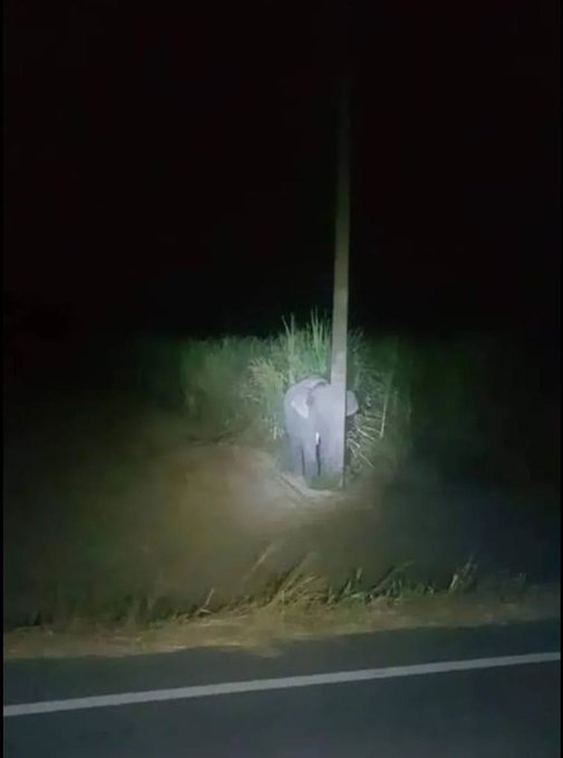 Baby elephant tries to hide behind a light pole after being caught committing serious crime of eating sugarcane in a field.