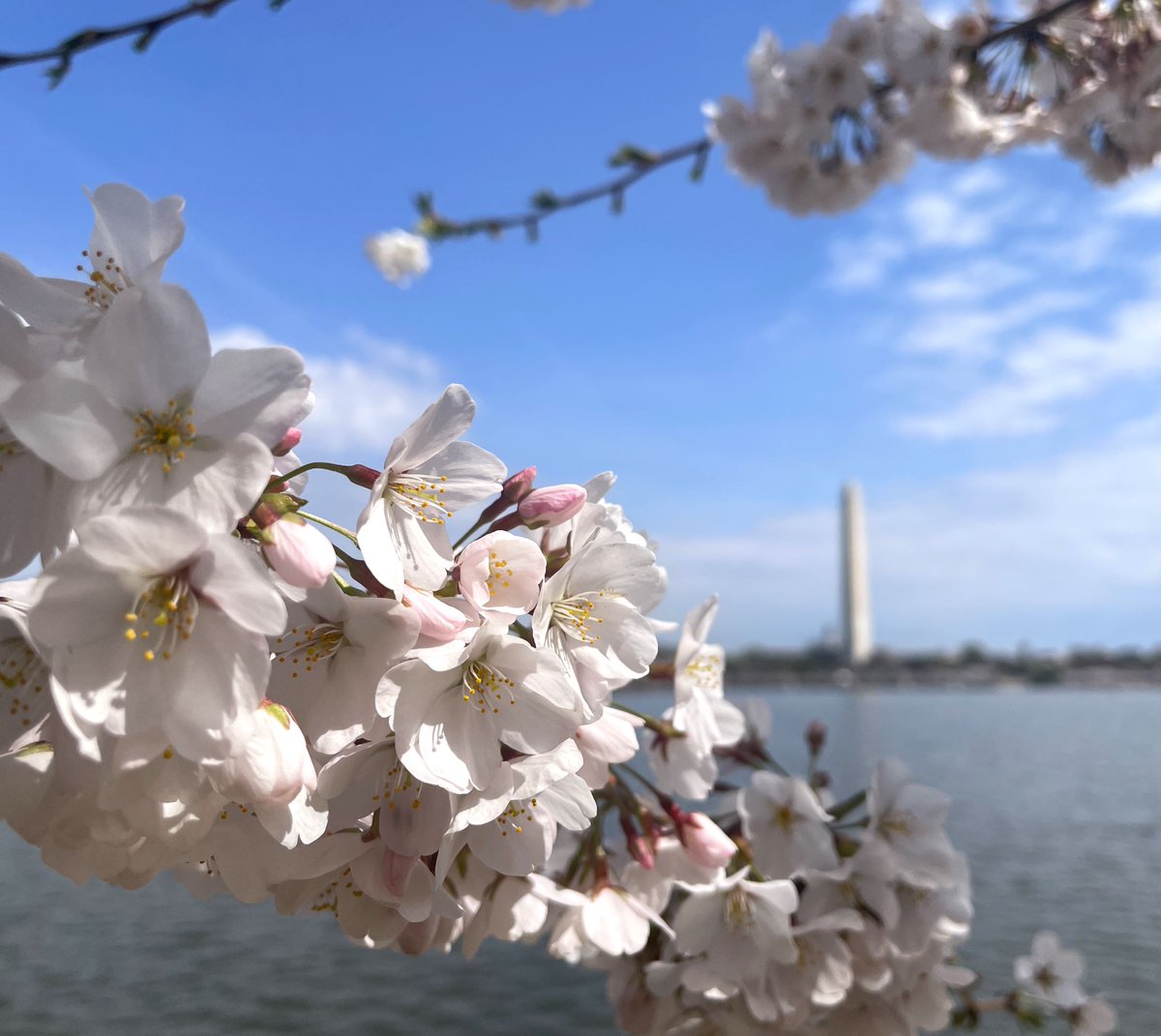 Some cherry blossoms to brighten your Monday timeline. 🌸 

Have a great start to your week!