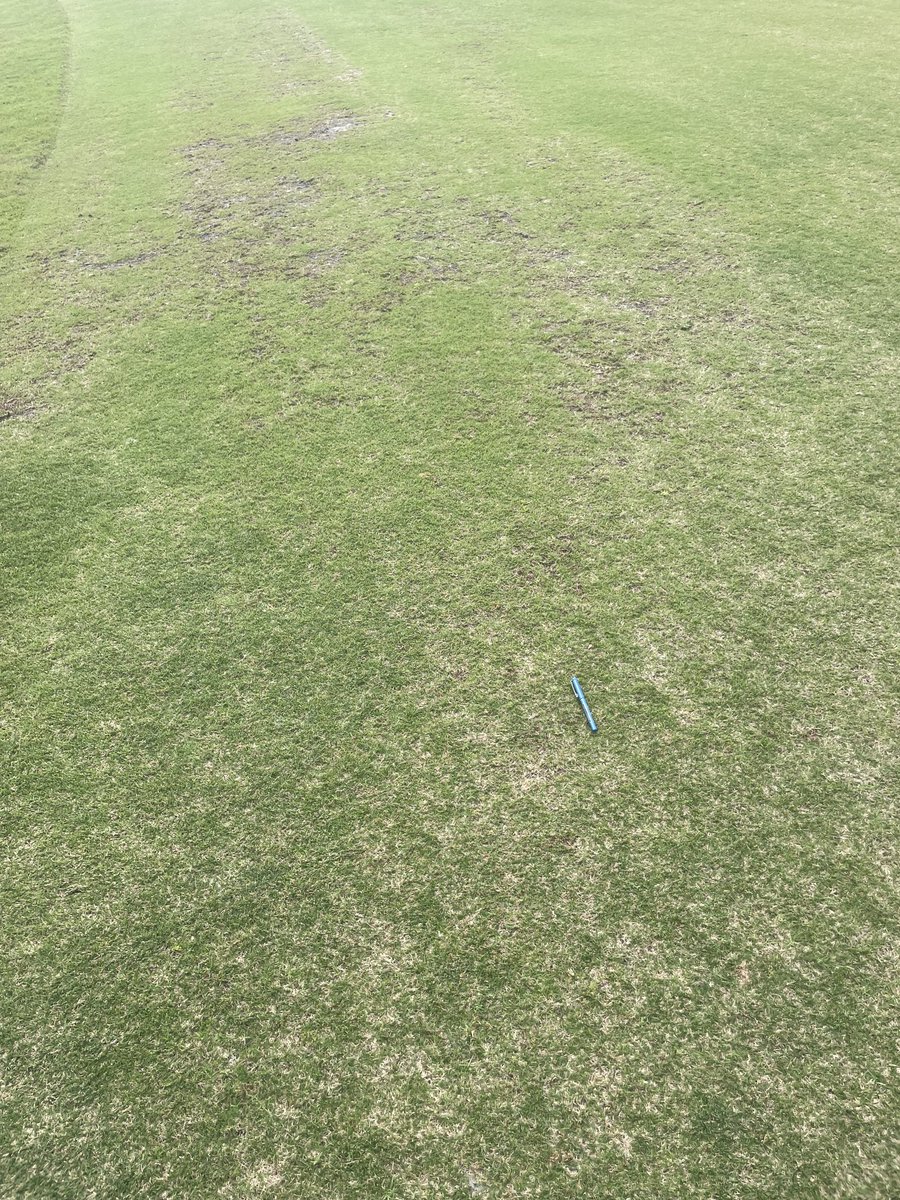 Saw some mite damage in Bimini bermuda. Area also had some nematode activity.  What does everyone think of the double activity ? Hope it is not a trend with newer varieties.