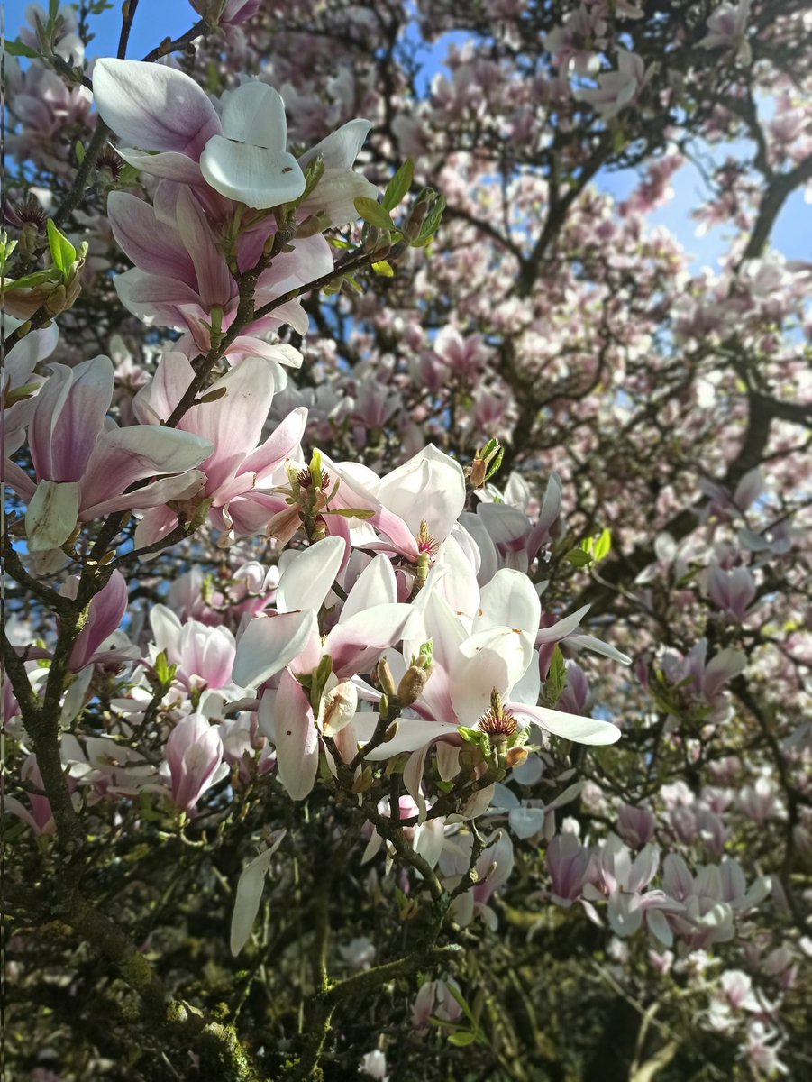 KempasUK's tweet image. Well, beautiful. Different trees, both very excellent #streamer #screenbreak