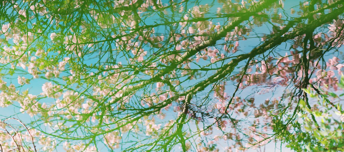 Shin Kikuchi tweet media