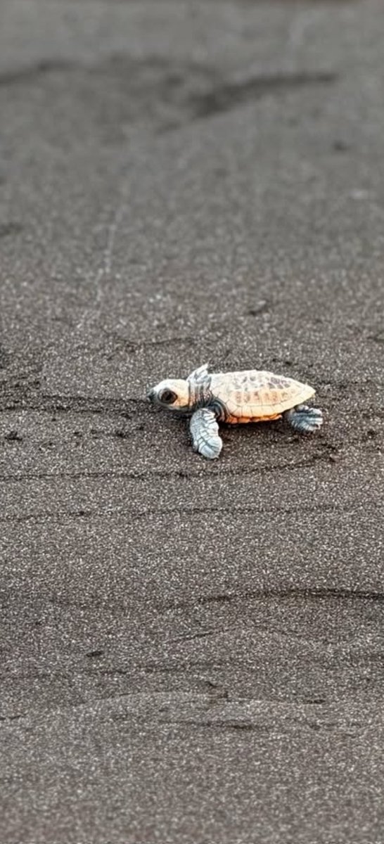 From sand to sea—baby turtles on their first journey! 🐢🏝️
#WildlifeConservation #turtles