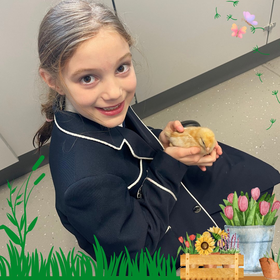 stcatherinessch's tweet image. 🌸 Spring Term Highlights! From guessing which eggs will hatch to holding baby chicks, so soft and fluffy! 🐣 Our STEM lessons involve hands-on experience as pupils learn how chicks come into the world! 🔬🐤 #SCSdeedsnotwords #SCSgirlseducation #SCSScience