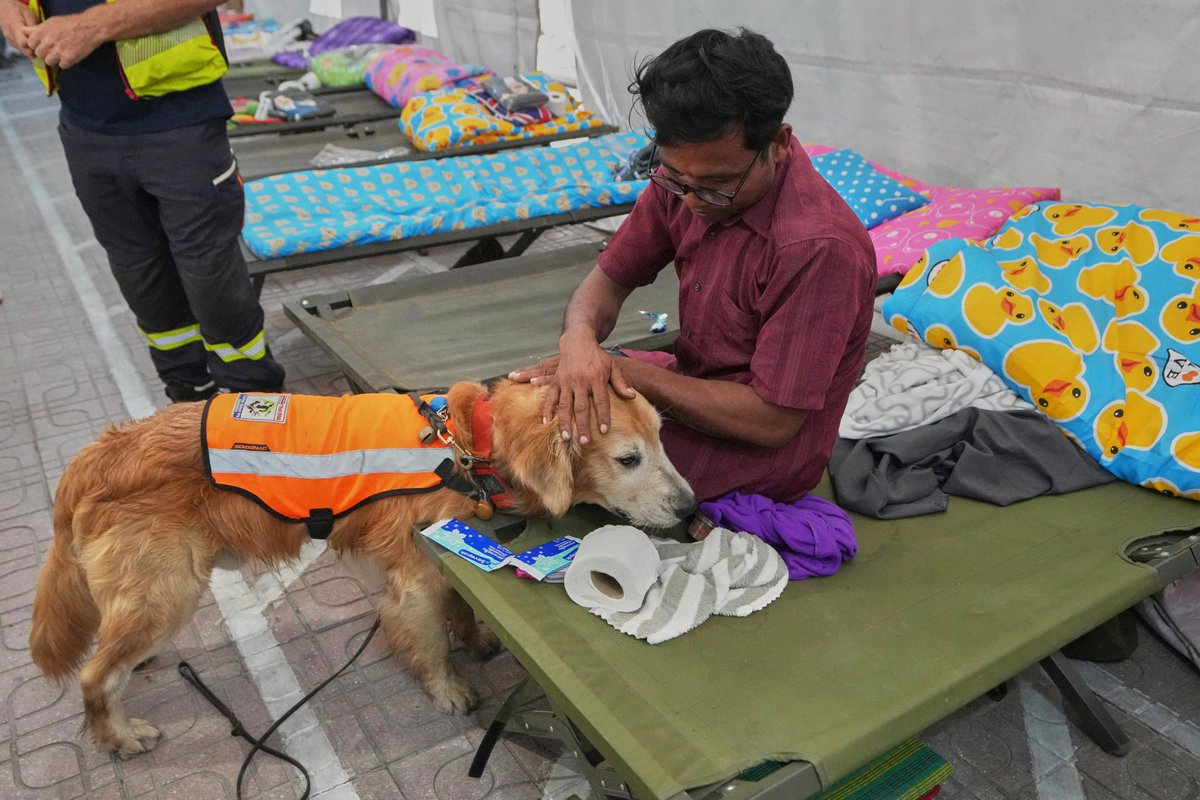 'ซาฟารี' หนึ่งในสุนัข K9 ทำหน้าที่ปลอบประโลมญาติของแรงงานที่ได้รับผลกระทบจากเหตุอาคารสำนักงานตรวจเงินแผ่นดิน (สตง.) ถล่มลงมาจากเหตุแผ่นดินไหว เมื่อวันศุกร์ที่ 28 มี.ค. ที่ผ่านมา

เครดิตภาพจาก : AP

#MatichonTV #แผ่นดินไหวกรุงเทพ #K9ซาฟารี #K9 #ตึกถล่ม