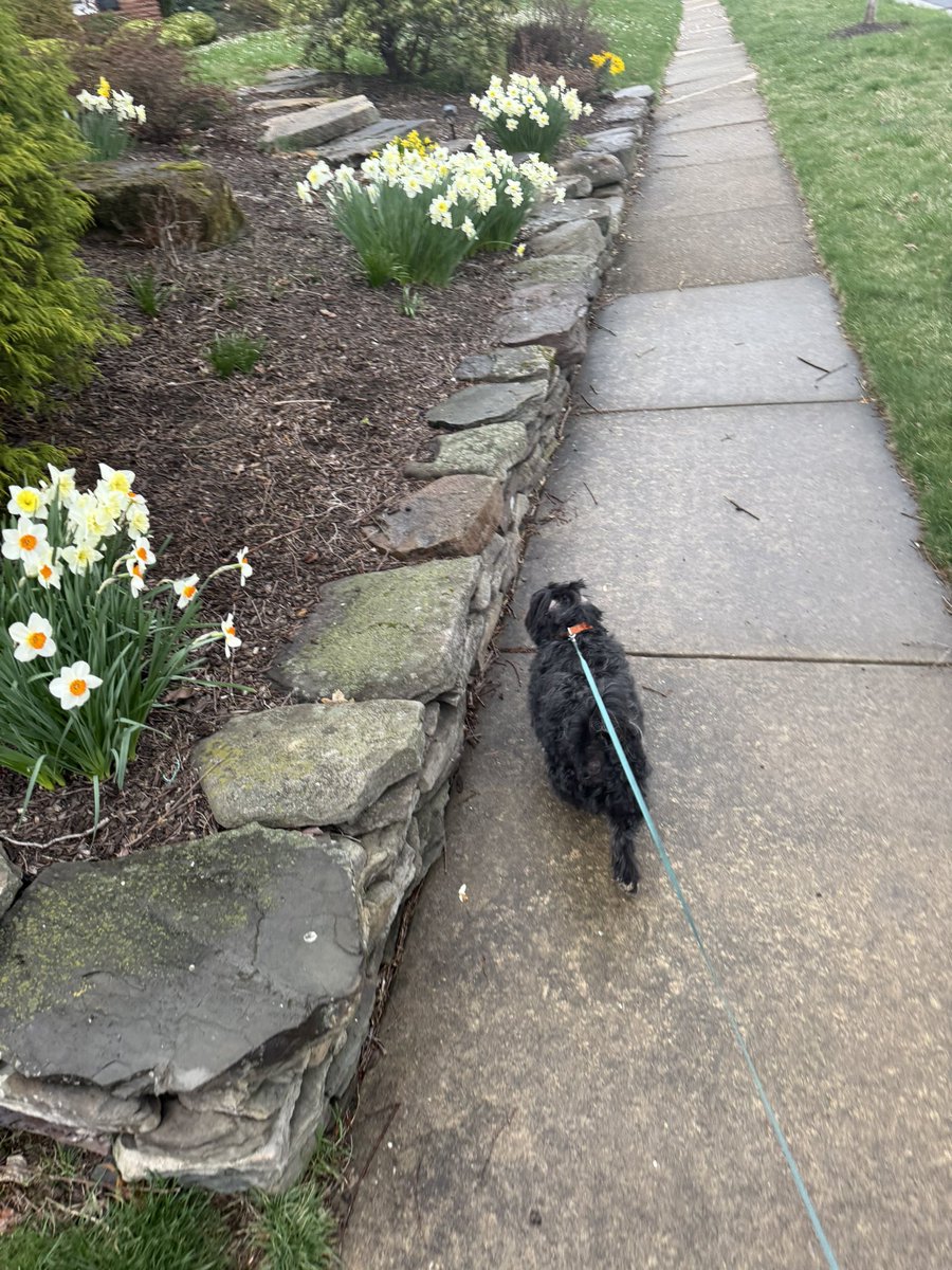 World is in free fall, but Rico still needs his walk.

#dogwalk #Dog #Shorkie #Government #mansbestfriend