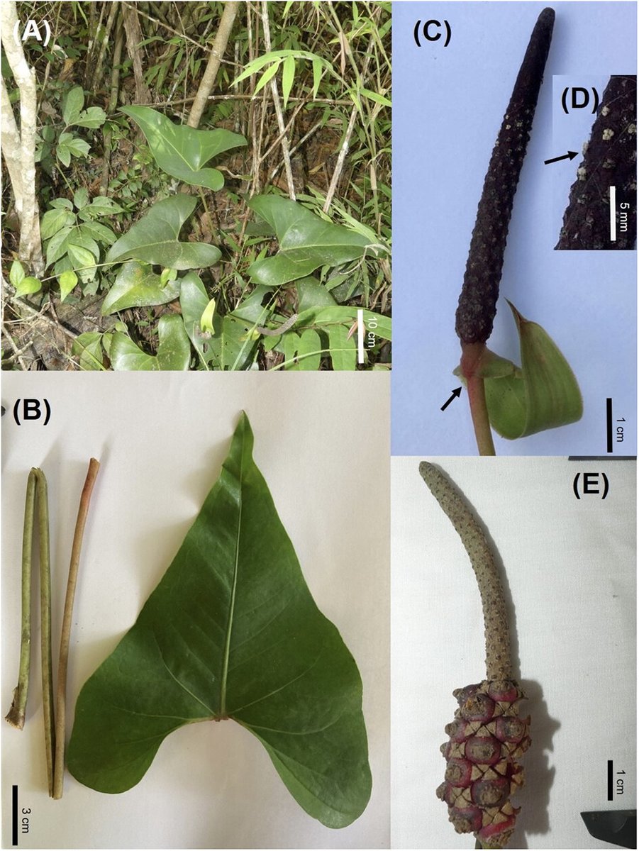 Nordic Journal of Botany (@nordicjbotany) on Twitter photo NEW PAPER: Anthurium lorenanum (Araceae), a new species from Sierra Sur, Oaxaca, Mexico by Pérez Farrera et al.
vist.ly/3myp78h
<a href="/NordicOikos/">Nordic Society Oikos</a> <a href="/WileyEcolEvol/">Wiley Ecology & Evolution</a> #taxonomy #plants NEW PAPER: Anthurium lorenanum (Araceae), a new species from Sierra Sur, Oaxaca, Mexico by Pérez Farrera et al.
vist.ly/3myp78h
<a href="/NordicOikos/">Nordic Society Oikos</a> <a href="/WileyEcolEvol/">Wiley Ecology & Evolution</a> #taxonomy #plants