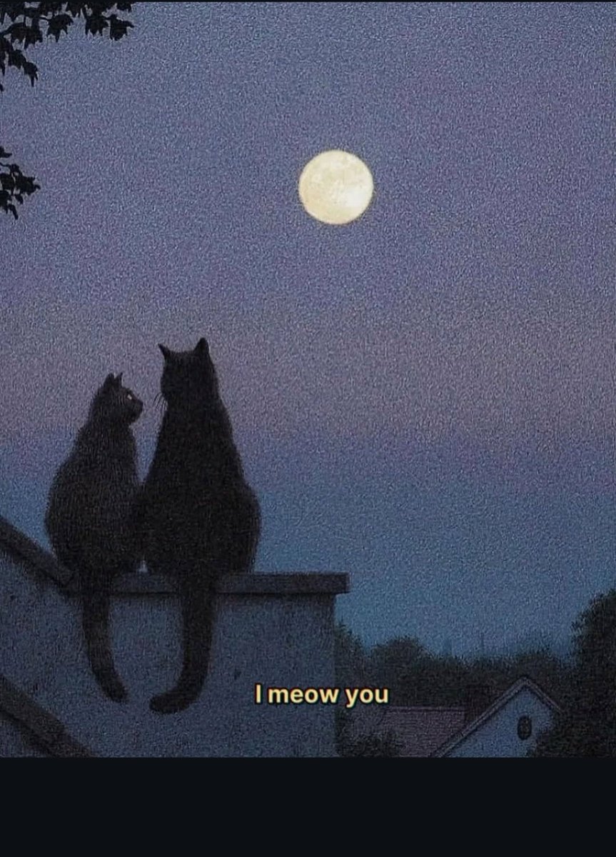 Dailymeoww1's tweet image. I meow you ❤️😻 
#CatsofTwittter #catsofworld #CatsOfX #AshleyOgle #Bitcoin #Trump #catsLover #LoveStory