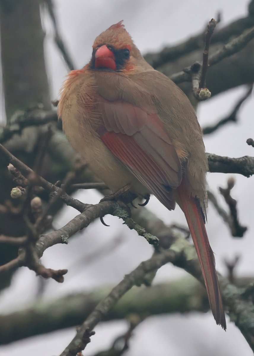 mchesner's tweet photo. Mrs. Cardinal is proud (and a little cynical) regardless of the weather.
#BirdWatching #Cardinal #MrsCardinal #TrumbullCT #Connecticut https://t.co/6rIGhMaozo
