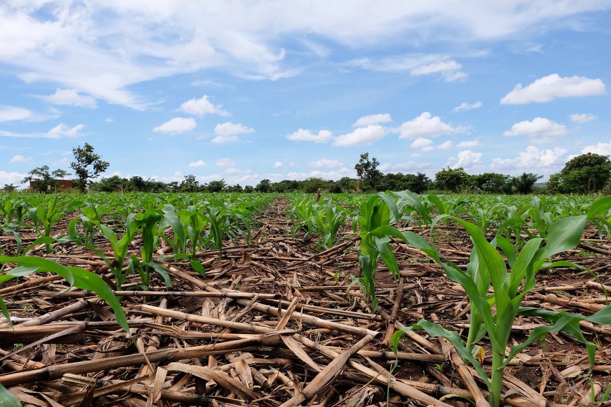 climatesense_io's tweet photo. Climate Sense is attending this week’s Forum for the Future Agrifood Systems Transformation conference in Brussels. If you’re attending, or interested to learn more, please reach out. We can put you in touch directly with our team that is attending. https://t.co/nYjDGUkc0C